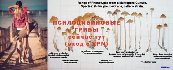 ПСИЛОЦИБИНОВЫЕ ГРИБЫ Гусиноозёрск